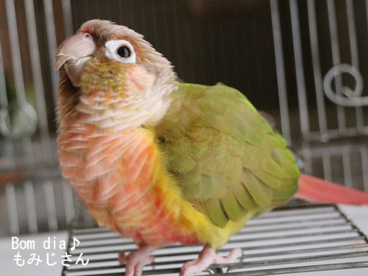 ウロコインコの飼育ブログ：Bom dia♪ もみじさん