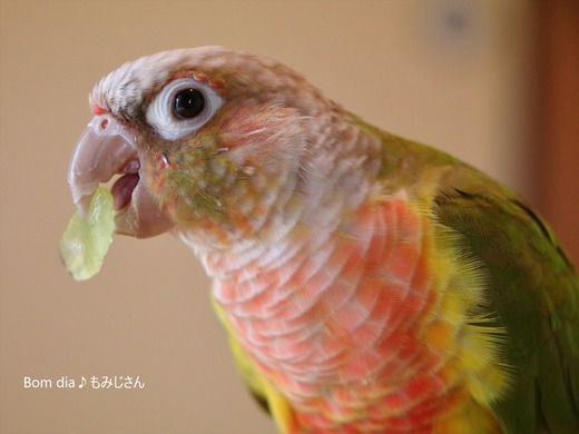 今日はブドウを食べたんよ♪ : Bom dia♪ 『もみじ』さん　～ウロコインコのもみじさんのブログ～ - Vimarsana News