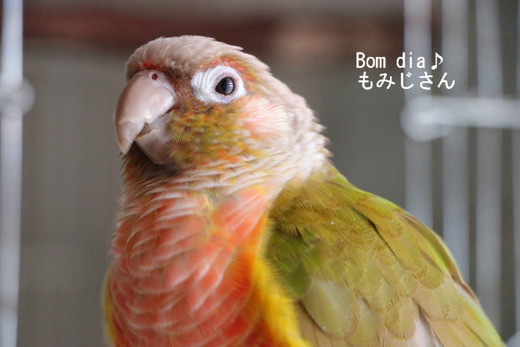 ウロコインコの写真満載のブログ:Bom dia♪ もみじさん
