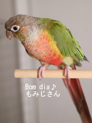 ウロコインコの飼育ブログ：芸を覚えさせる