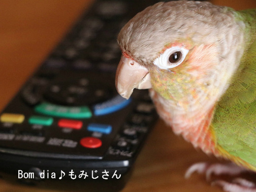 ウロコインコの飼育ブログ：Bom dia♪ もみじさん