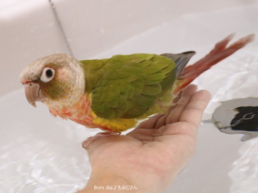 ウロコインコの飼育ブログ：Bom dia♪ もみじさん