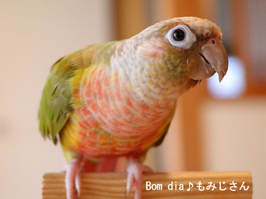 ウロコインコ大好きブログ：Bom dia♪もみじさん