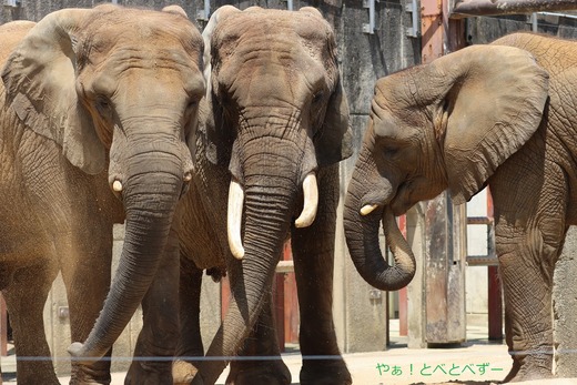 日本で唯一血縁関係のあるアフリカゾウ親子が暮らすとべ動物園