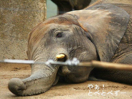 とべ動物園アフリカゾウのブログ：やぁ！とべとべずー