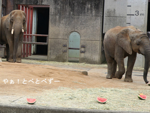 とべ動物園アフリカゾウ：アフ、リカ、媛、砥夢、砥愛