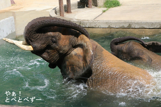 とべ動物園アフリカゾウ：リカ母さん（メス、推定32歳）