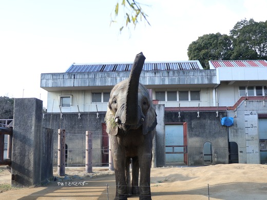 サバンナゾウ、マルミミゾウ大好きブログ:やぁ!とべとべずー