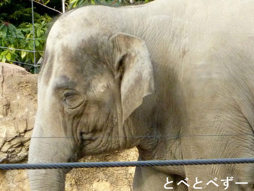 上野動物園のゾウ：ウタイ（メス、タイ生まれ）