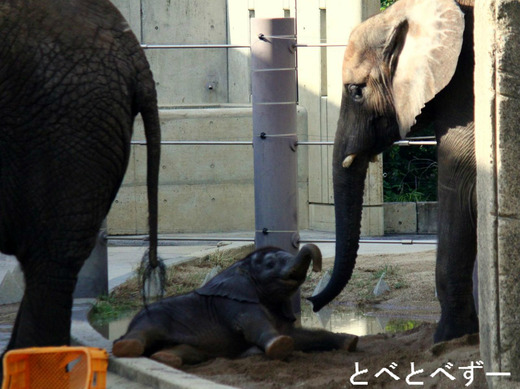 とべ動物園のブログ『やぁ！とべとべずー』