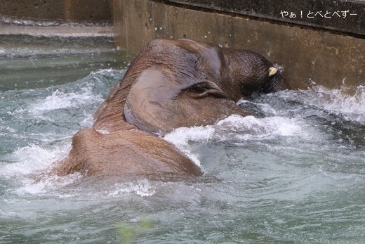 日本で唯一アフリカゾウの親子が暮らす愛媛県立とべ動物園