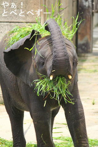 青草を食べる砥愛ちゃん