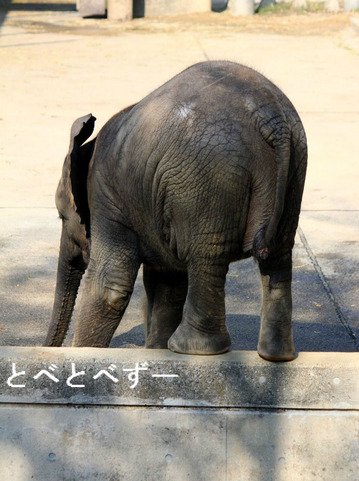 レジェンド飼育員の椎名修さんと赤ちゃんゾウの砥愛