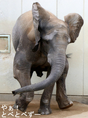 とべ動物園アフリカゾウ:媛ちゃん(メス、12歳)