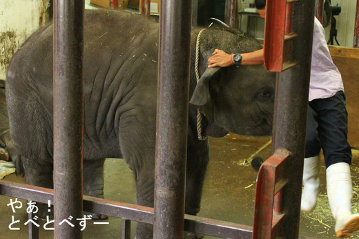 赤ちゃんゾウの「りり香(か)」:テリー(父)、プーリー(母)