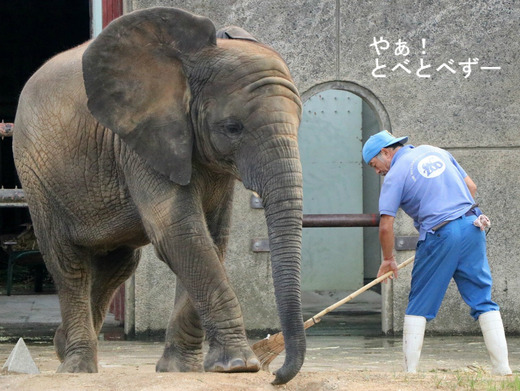 とべ動物園アフリカゾウのブログ:やぁ!とべとべずー