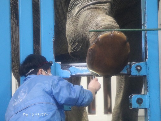 アフリカゾウの肢のお手入れの様子@愛媛県立とべ動物園