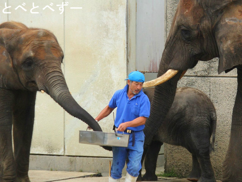 かき氷 やっぱりリカ母さんは賢い やぁ とべとべずー与茂駄 よもだ くあとろ とべ動物園で暮らすアフリカゾウのブログ かき氷 やっぱりリカ母さんは賢い やぁ とべとべずー与茂駄 よもだ くあとろ とべ動物園で暮らすアフリカゾウのブログ