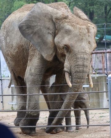 安佐動物公園マルミミゾウの親子：タカ、メイ、赤ちゃん