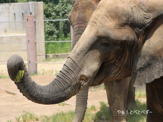 とべ動物園アフリカゾウのブログ：やぁ！とべとべずー
