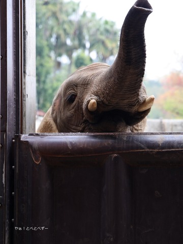 とべ動物園アフリカゾウ：砥愛ちゃん（メス、１２歳）