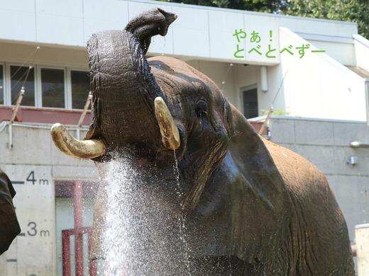 とべ動物園アフリカゾウ：リカ母さん（推定３３歳）