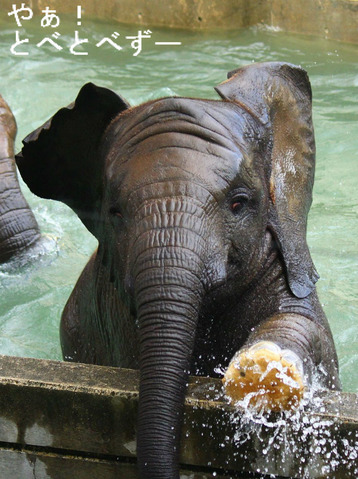 とべ動物園砥愛ちゃん