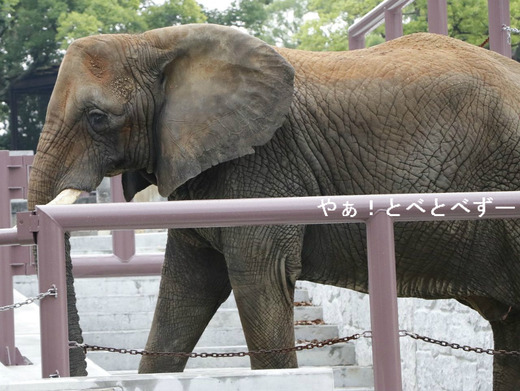とべ動物園アフリカゾウ：アフ、リカ、媛、砥夢、砥愛