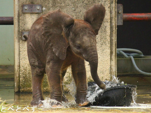 愛媛県立とべ動物園アフリカゾウの親子