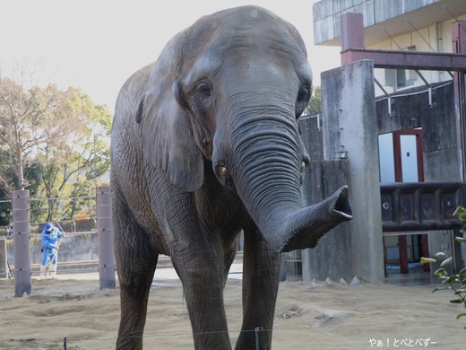 とべ動物園ブログ：やぁ！とべとべずー