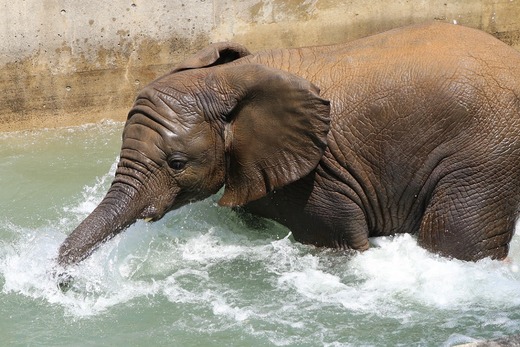 とべ動物園アフリカゾウのブログ：やぁ！とべとべずー