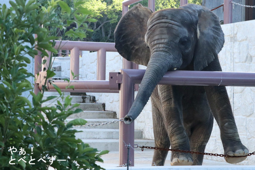 とべ動物園ブログ：やぁ！とべとべずー