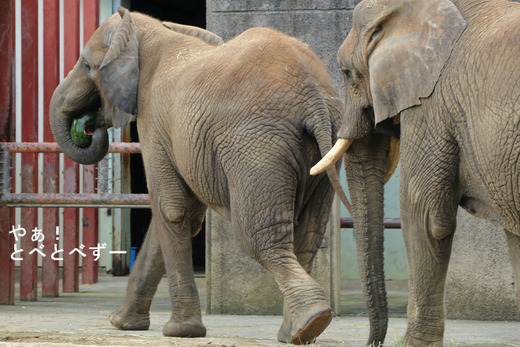 スイカが大好きなアフリカゾウの親子@とべ動物園