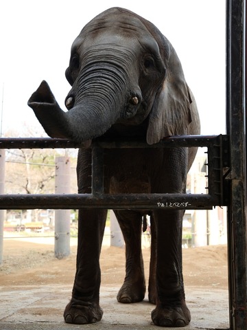 とべ動物園アフリカゾウ：媛ちゃん（メス、１９歳）