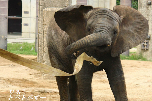 とべ動物園アフリカゾウの