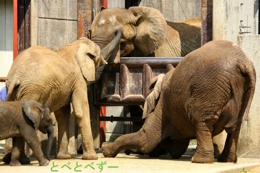 とべ動物園のゾウ：アフ・父、リカ・母、媛・長女、砥愛・次女