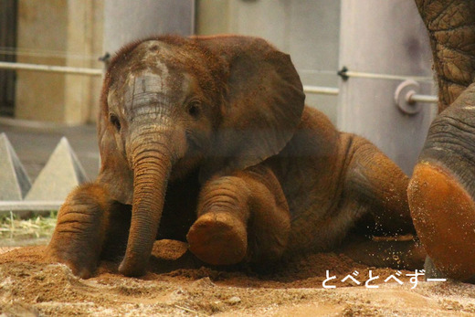 とべ動物園 象の赤ちゃん