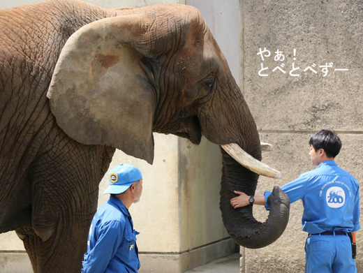 とべ動物園アフリカゾウのブログ:やぁ!とべとべずー