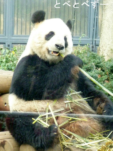 上野動物園のパンダ2014