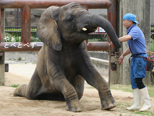訓練をするアフリカゾウの砥愛ちゃん