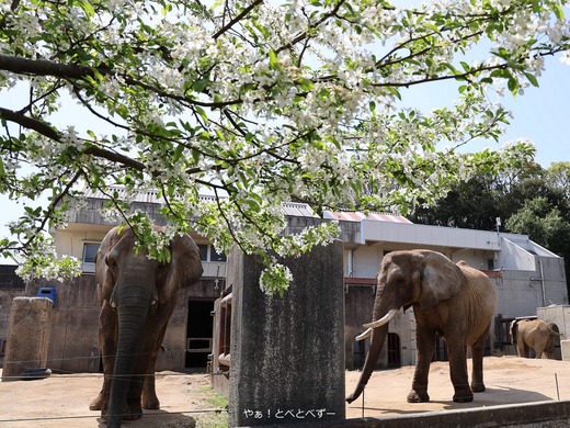 とべ動物園アフリカゾウのブログ:やぁ!とべとべずー