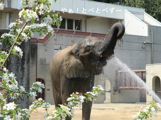 とべ動物園アフリカゾウのブログ：やぁ！とべとべずー