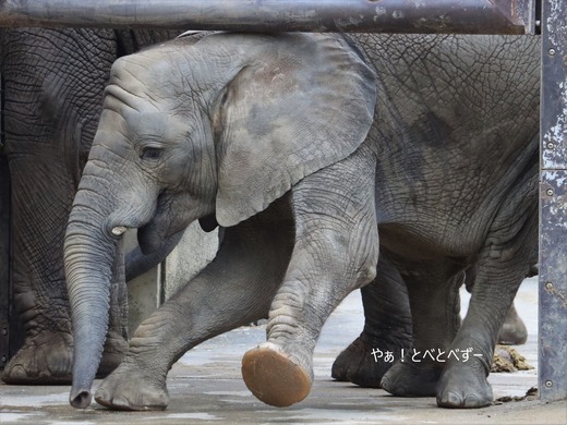 とべ動物園アフリカゾウ：砥愛ちゃん（メス、８歳）