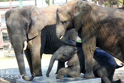 とべ動物園アフリカゾウ:アフ、リカ、媛、砥夢、砥愛