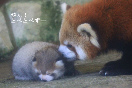 優花ママとレッサーパンダの赤ちゃん：愛媛とべ動物園