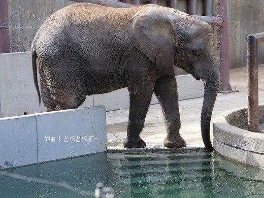 とべ動物園アフリカゾウのブログ：やぁ！とべとべずー