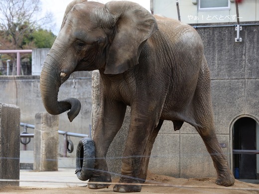 タイヤで遊ぶアフリカゾウの媛ちゃん