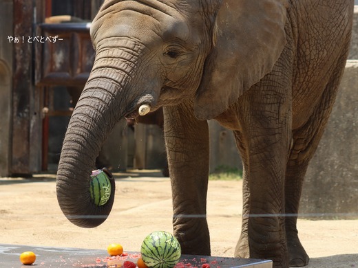 日本で唯一アフリカゾウの親子が暮らす愛媛県立とべ動物園