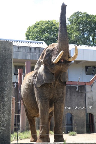 とべ動物園アフリカゾウ：リカ母さん（メス、38歳）