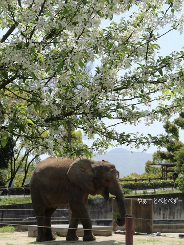 とべ動物園アフリカゾウ：砥愛ちゃん（メス、9歳）